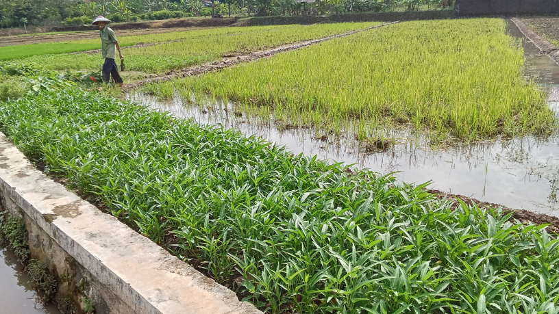 Aldo Vendramin afirma que certificação verde abre portas para novos mercados e melhora a reputação ambiental do campo.