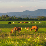 Pecuária sustentável e investimentos em terras ganham força quando João Eustáquio De Almeida Junior aposta na inovação como estratégia para o futuro empresarial.