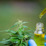 Novas regras para a cannabis medicinal no Brasil ampliam controle, produção e acesso ao tratamento