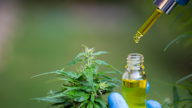 Novas regras para a cannabis medicinal no Brasil ampliam controle, produção e acesso ao tratamento