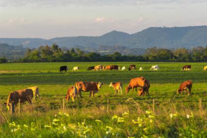 Pecuária sustentável e investimentos em terras ganham força quando João Eustáquio De Almeida Junior aposta na inovação como estratégia para o futuro empresarial.