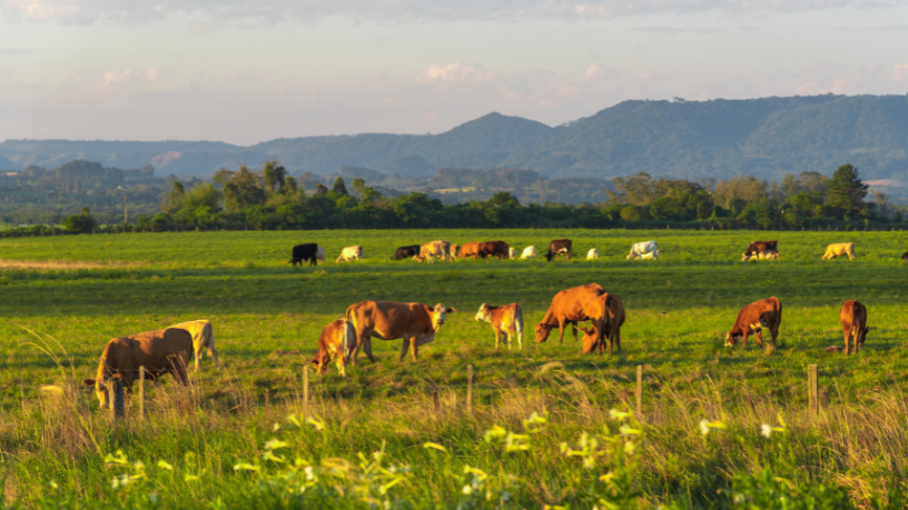 Pecuária sustentável e investimentos em terras ganham força quando João Eustáquio De Almeida Junior aposta na inovação como estratégia para o futuro empresarial.