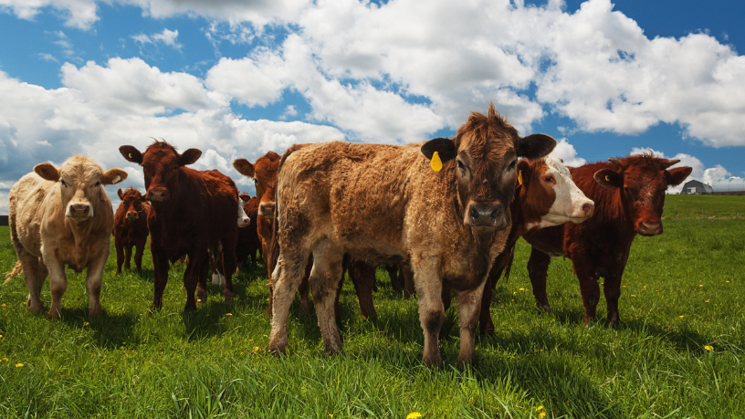 Ao unir pecuária sustentável, investimentos em terras e visão de longo prazo, João Eustáquio De Almeida Junior mostra o caminho da inovação empresarial no Brasil.
